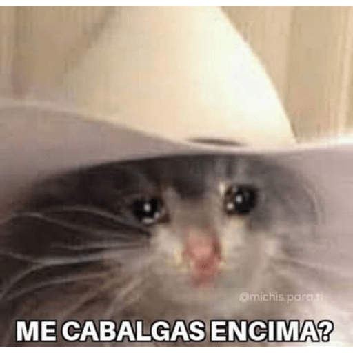 Gatitos chistosos  11
