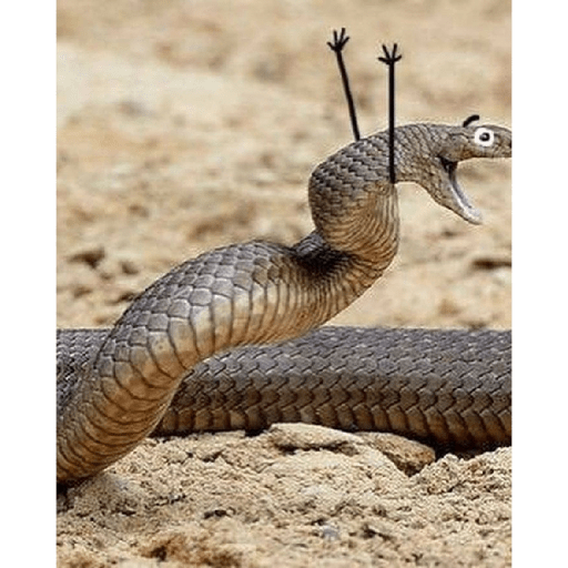 Emotional snake 17