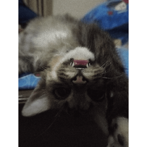 Kucing 23