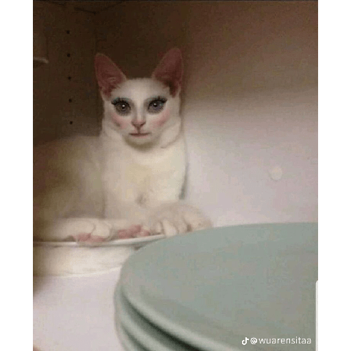 Gatos xd 11