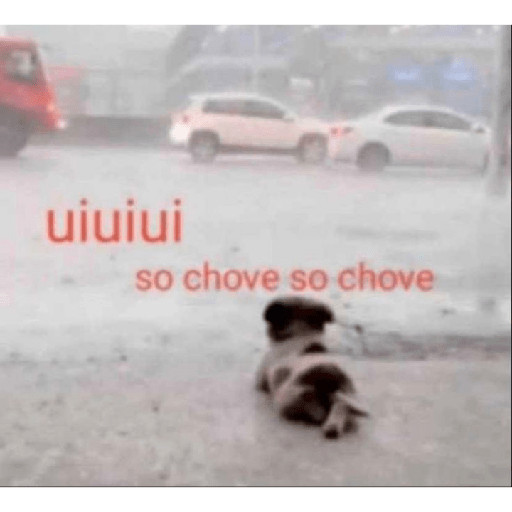 Gatinhos 7