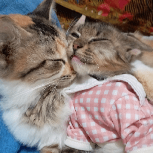 Kucing 12