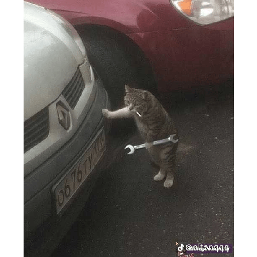 Gatos xd 15