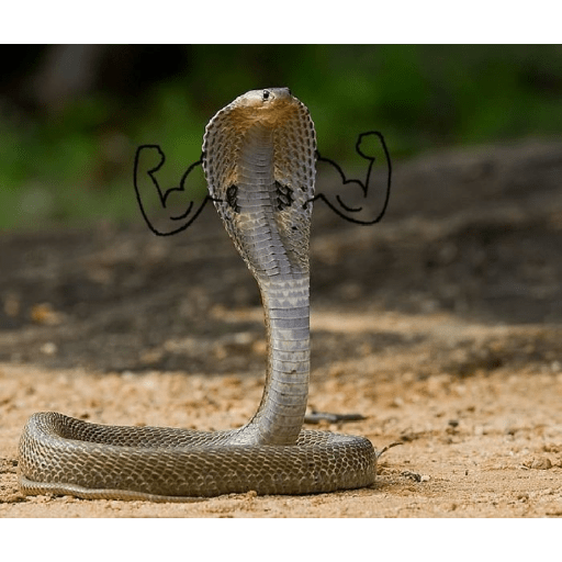 Emotional snake 16