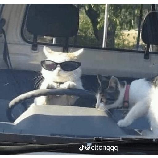Gatos xd 16