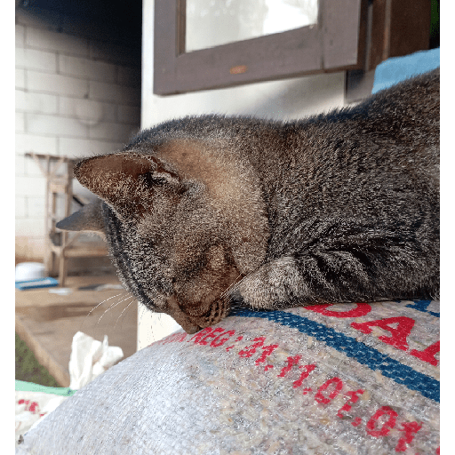 Kucing 29