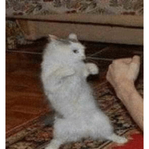 Gatitos chistosos  16