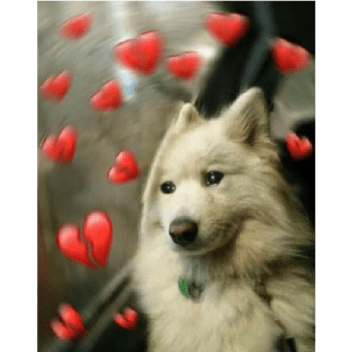 Animales corazones 6