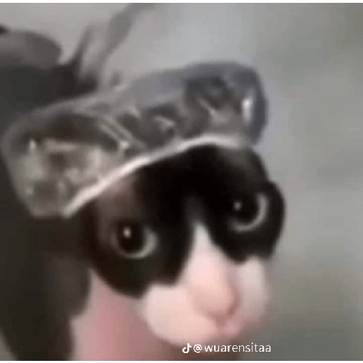 Gatos xd 13