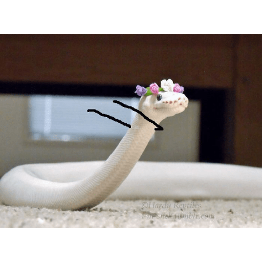 Emotional snake 13