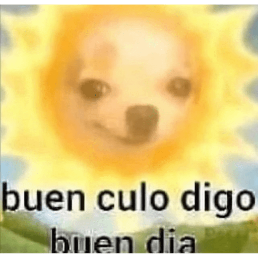 Gatitos chistosos  1