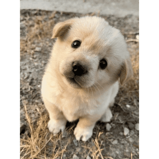 Perrito 24
