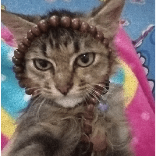 Kucing 24