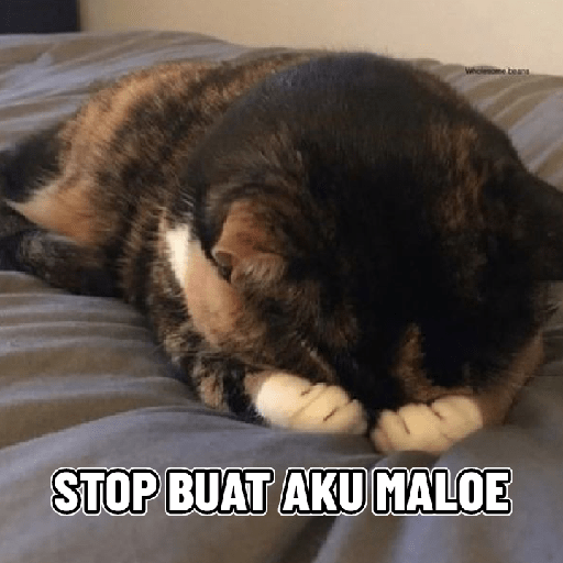 Kucing salting 11