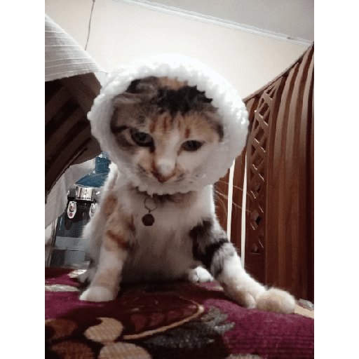 Kucing 19