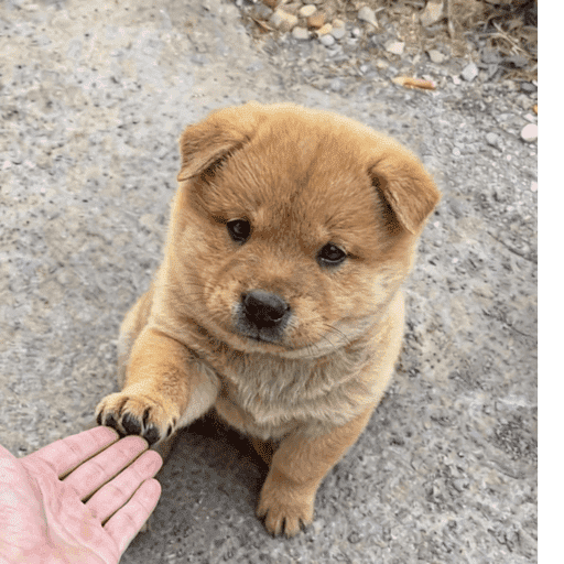 Perrito 28