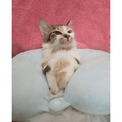 Kucing 13