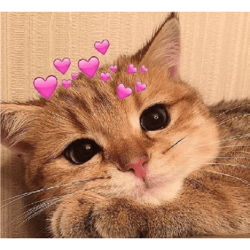 Animales corazones 12