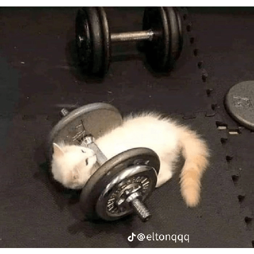 Gatos xd 19