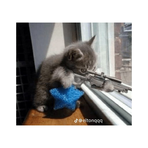 Gatos xd 18