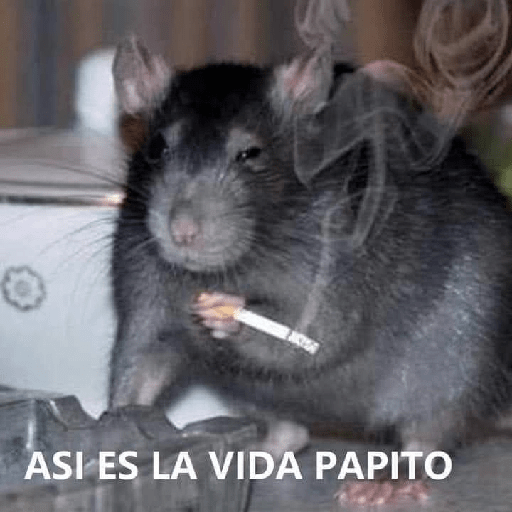Memes graciosos 2023 11