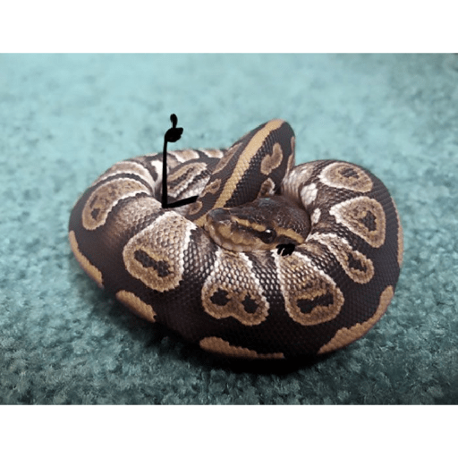 Emotional snake 8