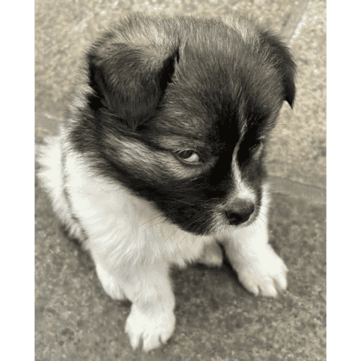 Perrito 26