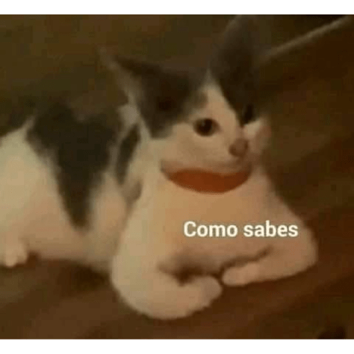 Gatitos chistosos  9
