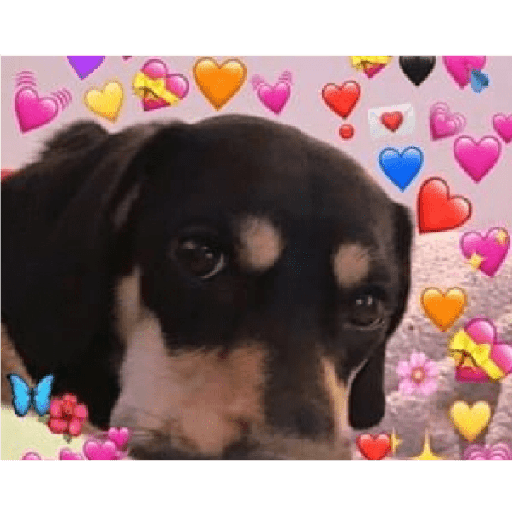 Animales corazones 3