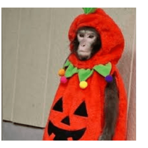 M o n k i 2