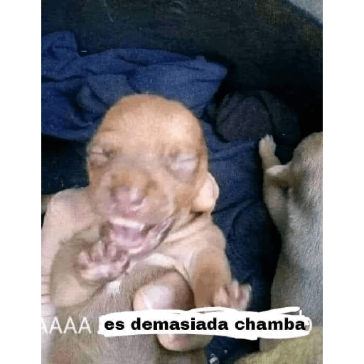 Memes graciosos 2023 9