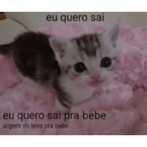 Gatinhos 6