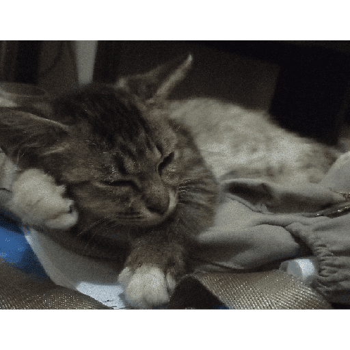 Kucing 21