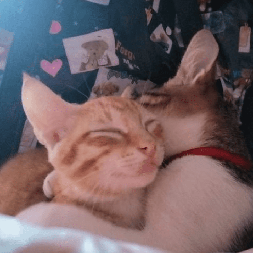 Cats Cute 🐱🥰 29