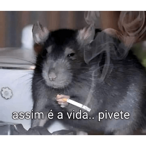 Aleatória 5