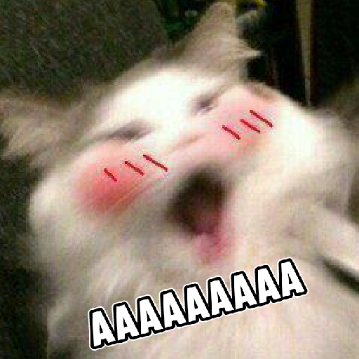 Kucing salting 10