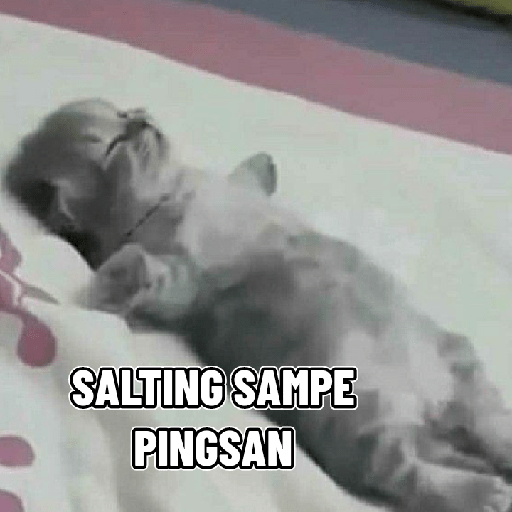 Kucing salting 9