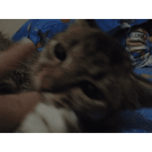 Kucing 26