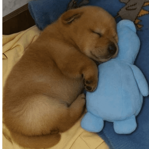 Perrito 30