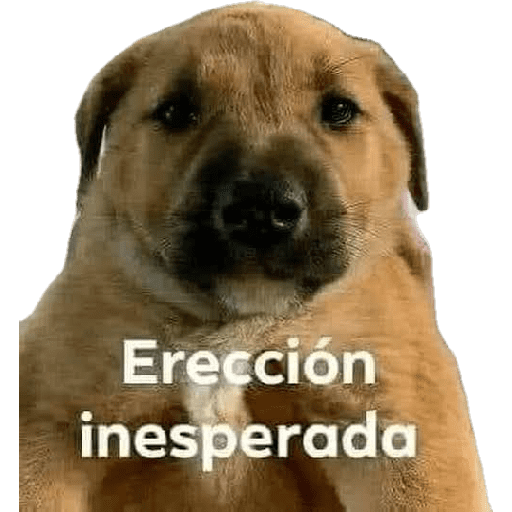 Animales Mensos 2.0 24