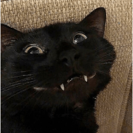 Shook and scared cats 21