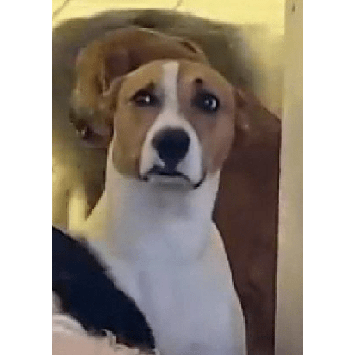Perros chistosos 2.1 11