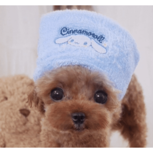 Perrito con lentes 21