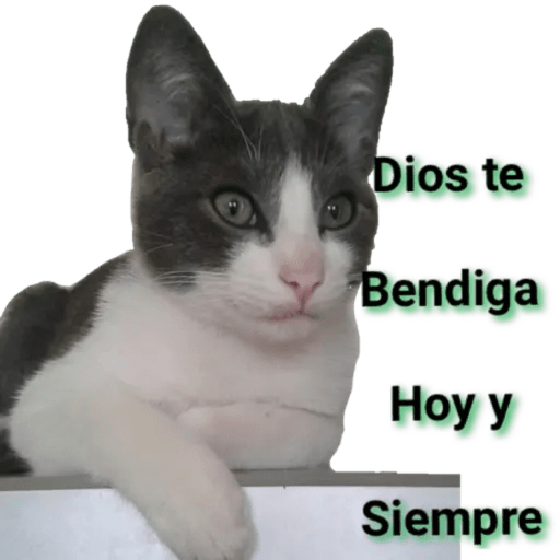 Gatos - Saludos 6