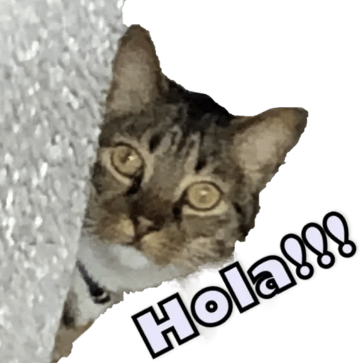 Gatos - Saludos 1