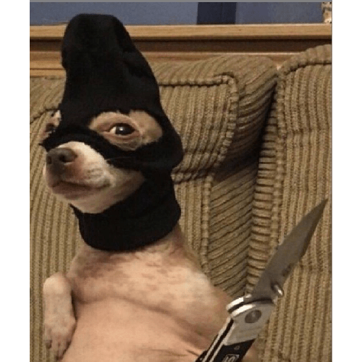 Perros chistosos 2.1 15