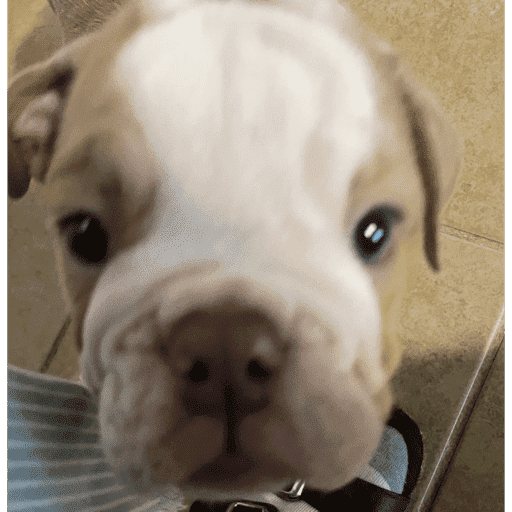 Perrito con lentes 29