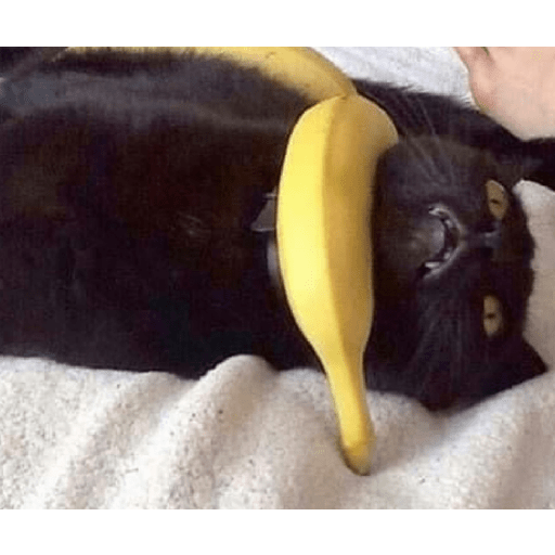 Shook and scared cats 27