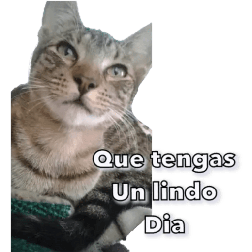 Gatos - Saludos 5