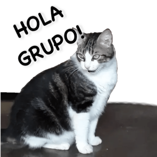 Gatos - Saludos 10